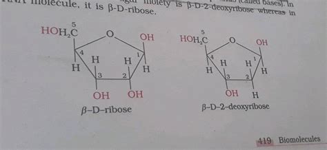 Ribose Vs Deoxyribose