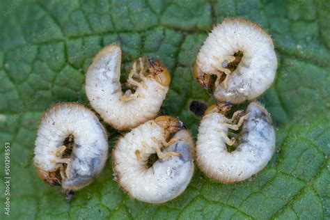 Zdjęcie Stock: larva of a Garden chafer beetle Phyllopertha horticola ...