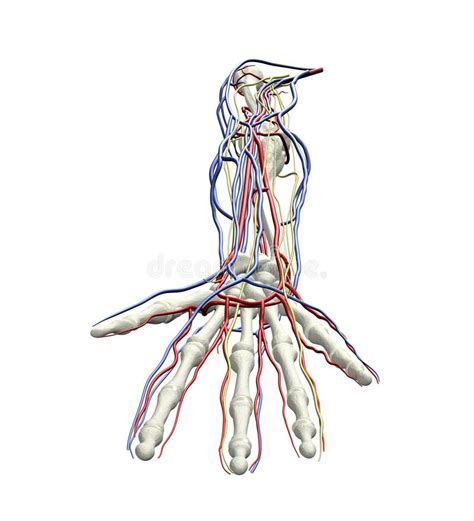 Nervios De Las Venas De Las Arterias Del Brazo Stock De Ilustraci N