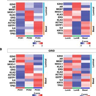 Gene Expression Of Luminal And Basal Cell Markers In The Pcta And The