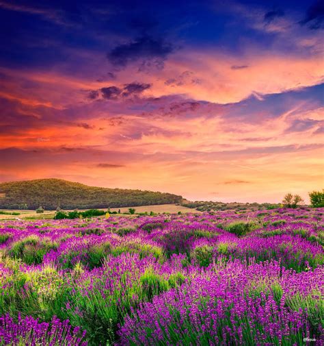 Lavender field in Tihany, Hungary (by F Levente) | Travel, Hungary ...