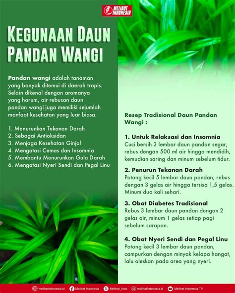 Khasiat Dan Kegunaan Daun Pandan Wangi Selain Untuk Menanak Nasi