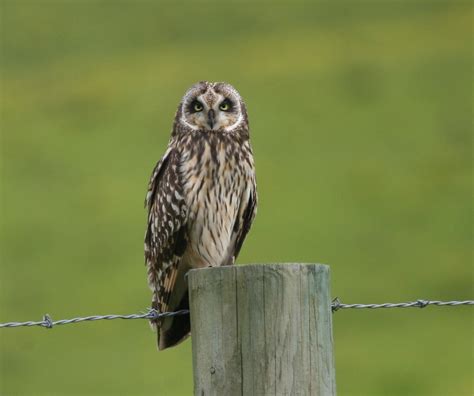 Pueo Along Saddle Road Endemic Short Eared Owl Seen Betwee Flickr