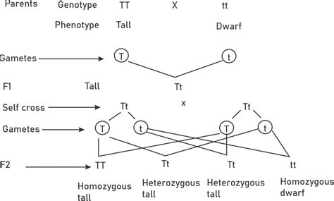 Mendel’s law segregation - Study Solutions