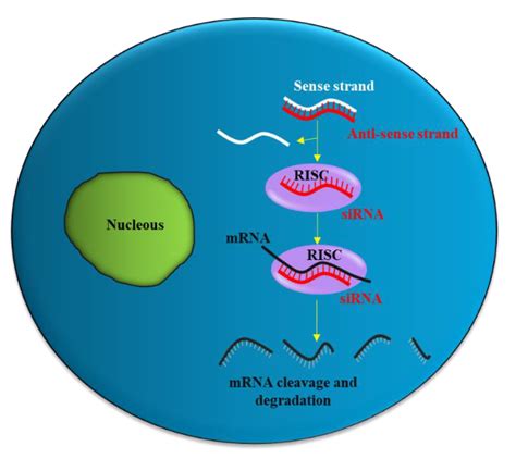 Pharmaceutics Free Full Text An Overview Of SiRNA Delivery