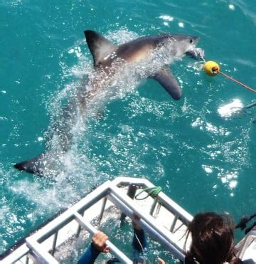 Shark Cage Diving Cape Town | Shark Diving South Africa