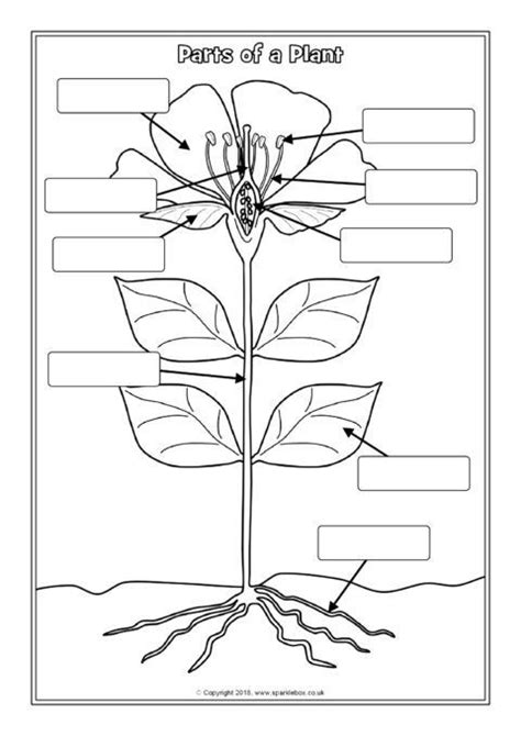 Blank Diagram Of A Plant