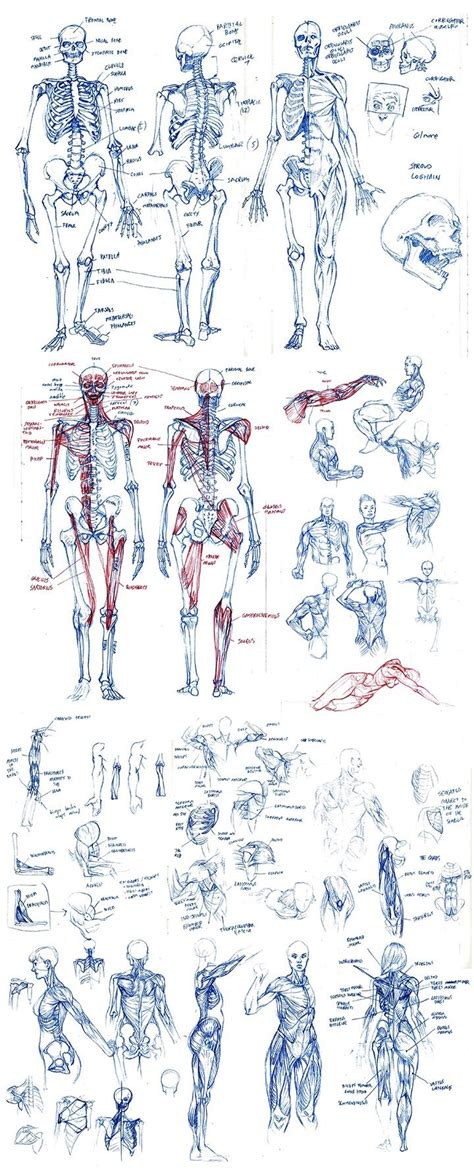 anatomy drawing   opal pandji