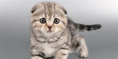 9 Amazing facts about Scottish Fold Cats ~ Scottish Fold and Scottish ...