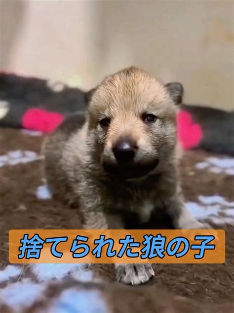 animals youtube