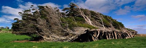 Windswept | Slope Point, The Catlins, Southland - New Zealand | Destin Sparks