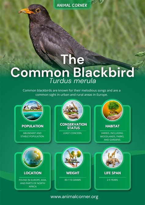 The Common Blackbird - Europe's Shadowy Songsters - Animal Corner