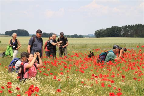 S Chsischer Wandertag In Grimma Entdeckertour Baumwege Baumwege