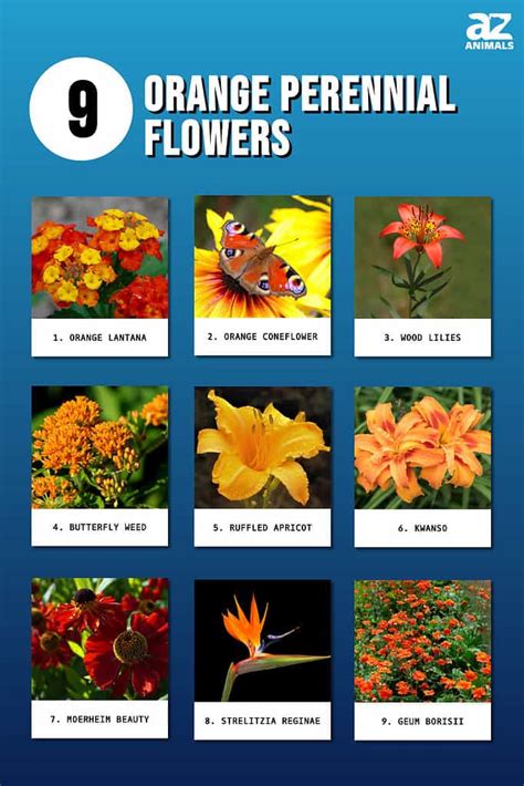 Orange Tropical Flowers Names | Best Flower Site