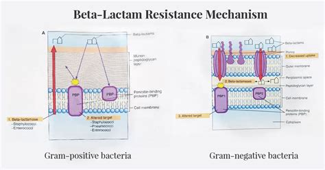 Beta Lactam Antibiotics Mechanism Of Action