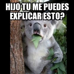 Meme Koala Hijo Tu Me Puedes Explicar Esto