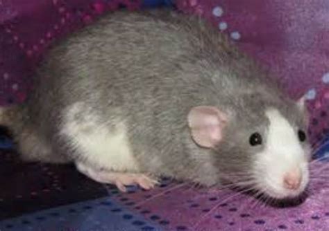 Pet Rat Markings Pets Australia