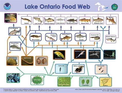 Lake Baikal Food Chain - Bing | Food web, Lake sturgeon, Lake superior