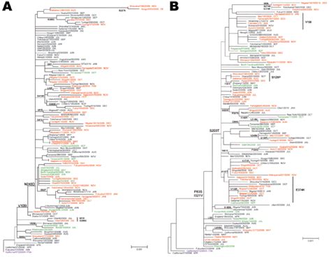 Phylogenetic Analysis Of Infl Uenza Pandemic H N Viruses