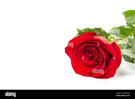 A Single Red Rose Lying Down On A White Background Isolated With