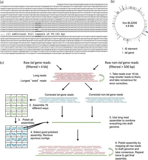 The Tal Gene Rich Xanthomonas Whole Genome Assembly Challenge And Our