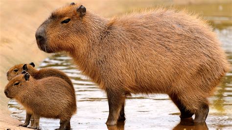 El Carpincho El Roedor Más Grande Capybara Unusual Animals Weird