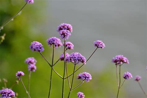 How To Grow Verbena Bonariensis John Denson S World Of Gardens