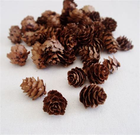 Pine Cones Mini Pine Cones Rustic Wedding Decor Small Pine Cones Vase ...