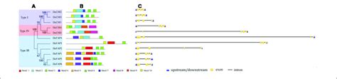 Conserved Motifs And Exon Intron Structure Analyses Of Chi Proteins Download Scientific