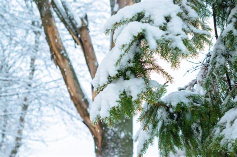 Winter Spruce Trees Forest - Free photo on Pixabay - Pixabay