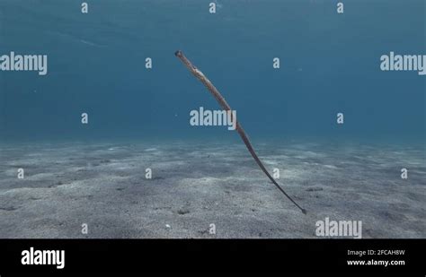 Pipefish Slowly Swim Above Sandy Bottom In The Blue Water In Sunlight