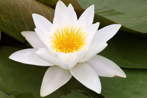 Nymphaea Alba White Water Lily