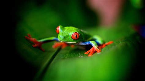 🔥 [72+] Cute Frog Wallpapers | WallpaperSafari