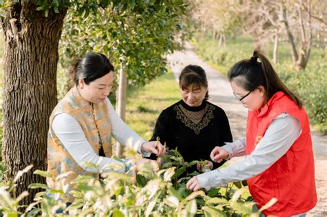 茶香满园巾帼忙，不误农时不误春澎湃号·政务澎湃新闻 The Paper