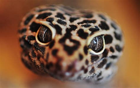 HD wallpaper: reptile, tokay gecko, lizard, fauna, wildlife, close up ...