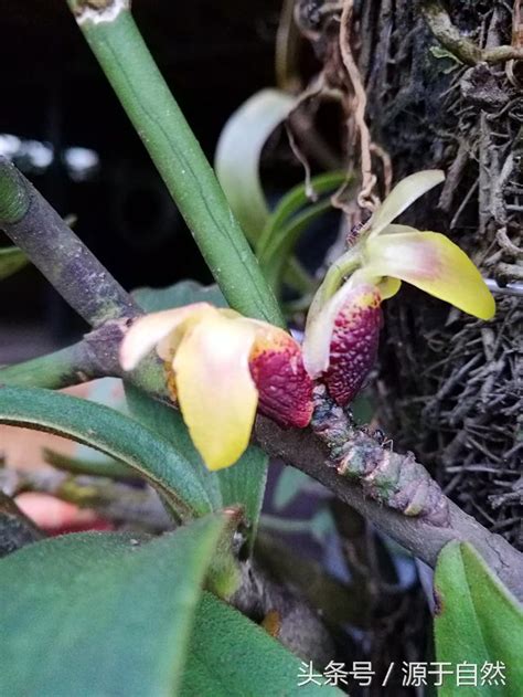 這是屬於什麼蘭科植物，你知道嗎？ 每日頭條