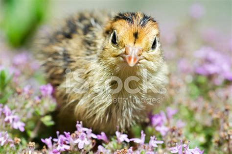 Japanese Quail Chick, Coturnix Japonica Stock Photo | Royalty-Free ...