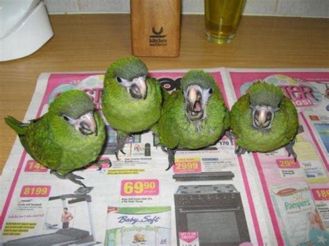 Hans macaw breeding pair for Sale in Brooklyn, New York Classified ...