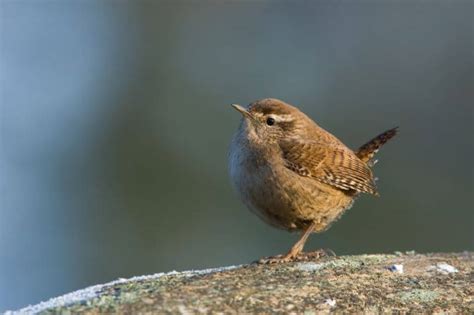 The 10 Smallest Birds in the UK (With Pictures)