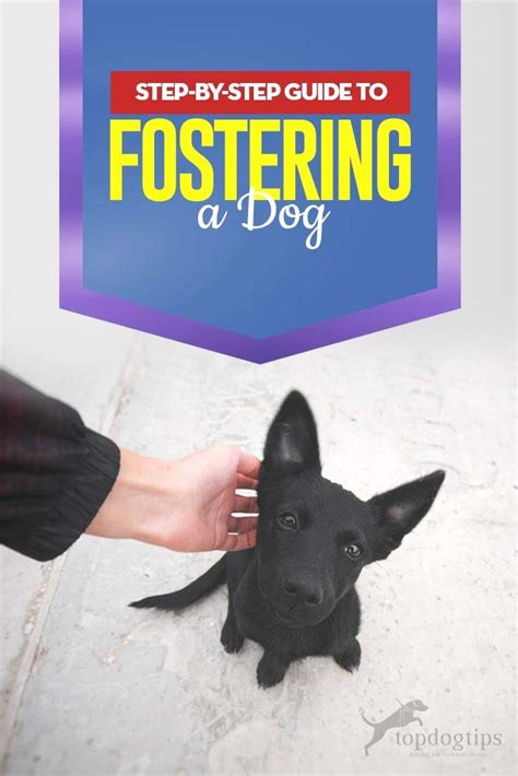 The Complete Guide To Fostering A Dog Dog Training Foster Dog The