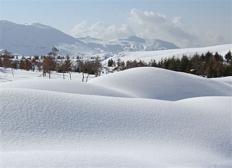 Discovering the Beauty of the Cedars of God - Lebanon Traveler