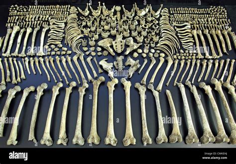 5,000 year old human bones are on display in the exhibition in the State Museum of Prehistory in ...