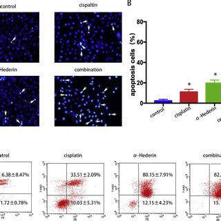 α Hederin combined with cisplatin promote apoptosis of GC cells A