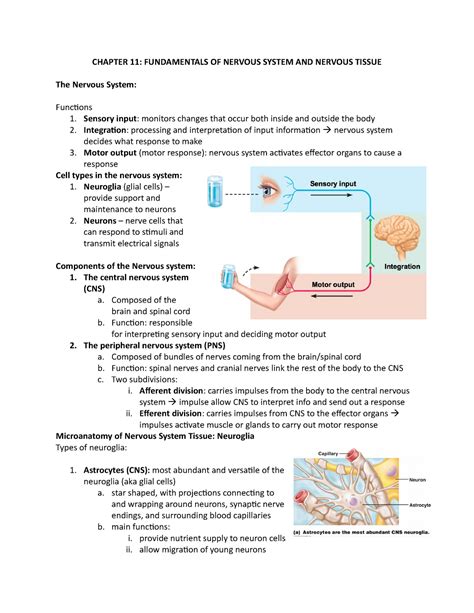 Chapter Fundamental Of Nervous System And Nervous Tissue Word Doc