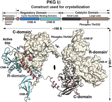 Crystal Structure Of The Pkg Ib Holoenzyme Complex The Domain