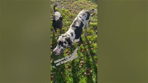 Dutch The Amish Great Dane Gets A Bath But Doesnt Stay Clean Long Ugh