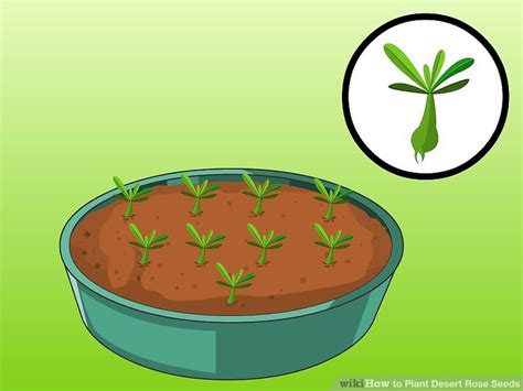 4 Ways to Plant Desert Rose Seeds - wikiHow