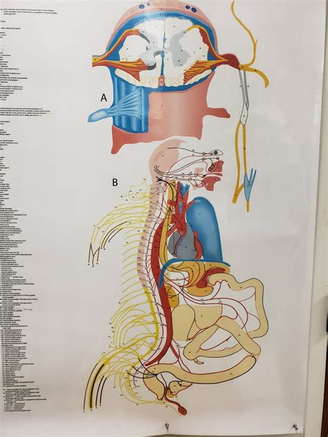 Autonomic Nervous System Chart Diagram Quizlet