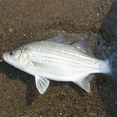 Facts & Guide to White Bass (Morone chrysops) - Pond Informer