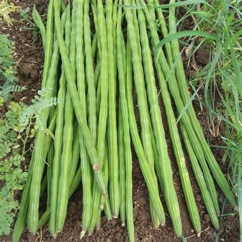 A Grade Fresh Green Drumsticks Moringa Oleifera At Best Price In